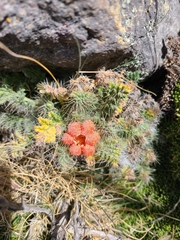 Caiophora rosulata rosulata