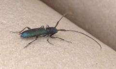 Agapanthiola leucaspis