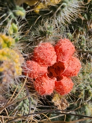 Caiophora rosulata rosulata
