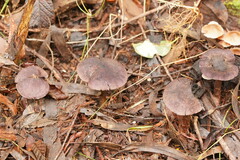 Cortinarius kioloensis