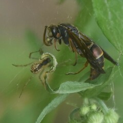 Polistes quadricingulatus