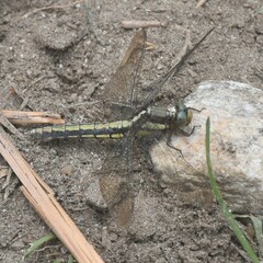 Orthetrum internum