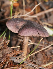Cortinarius kioloensis