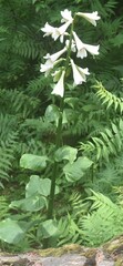 Cardiocrinum giganteum