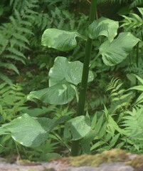 Cardiocrinum giganteum
