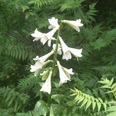 Cardiocrinum giganteum
