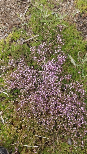 Image of Thymus caespititius by (c) Vítor Jorge, some rights reserved (CC BY)