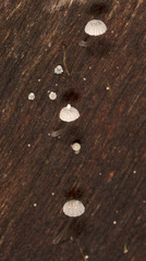 Mycena pitereka