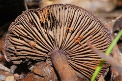 Cortinarius kioloensis