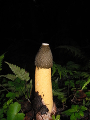 Phallus aurantiacus