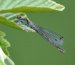 Coenagrion hastulatum
