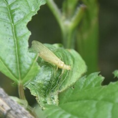 Alloperlini