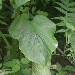Cardiocrinum giganteum