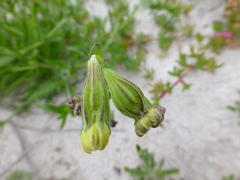 Silene dewinteri