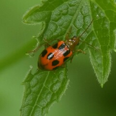 Paridea octomaculata