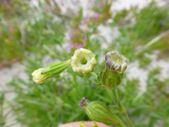Silene dewinteri