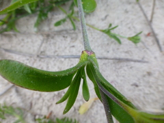 Silene dewinteri