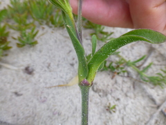 Silene dewinteri