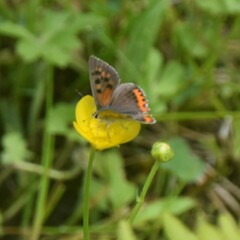Lycaena phlaeas