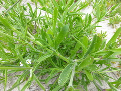 Silene dewinteri