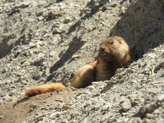 Marmota baibacina