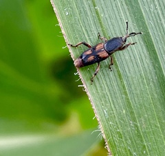 Dryophthorinae