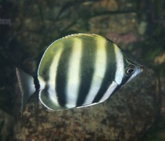 Butterfish photo 4
