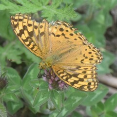 Argynnis kamala