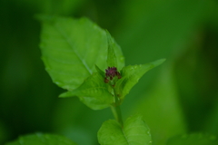 Circaea canadensis quadrisulcata