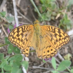 Argynnis kamala