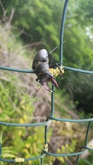 Lucanus cervus cervus