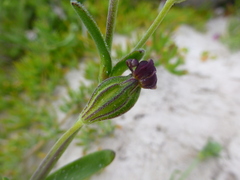 Silene dewinteri