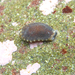 Leather Limpet - Photo (c) Robin Gwen Agarwal, some rights reserved (CC BY-NC), uploaded by Robin Gwen Agarwal