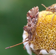 Centrocoris spiniger