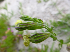 Silene dewinteri