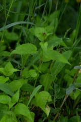 Circaea canadensis quadrisulcata
