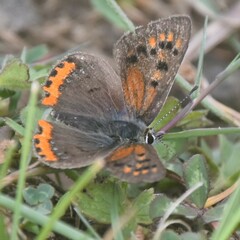 Lycaena phlaeas