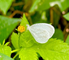 Leptosia
