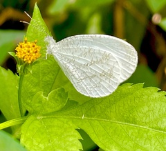 Leptosia