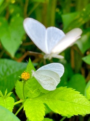 Leptosia