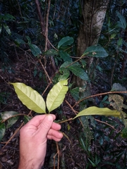 Syzygium hodgkinsoniae