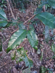Syzygium hodgkinsoniae