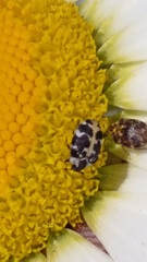 Anthrenus scrophulariae