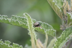 Calligrapha dislocata