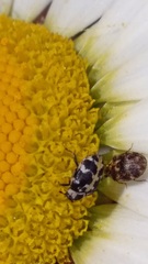 Anthrenus scrophulariae