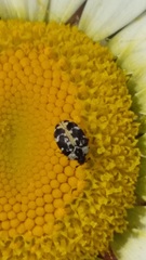 Anthrenus scrophulariae