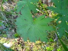 Geranium pseudosibiricum