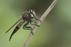 Promachus painteri