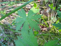 Geranium pseudosibiricum