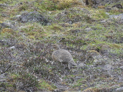 Lagopus muta hyperborea